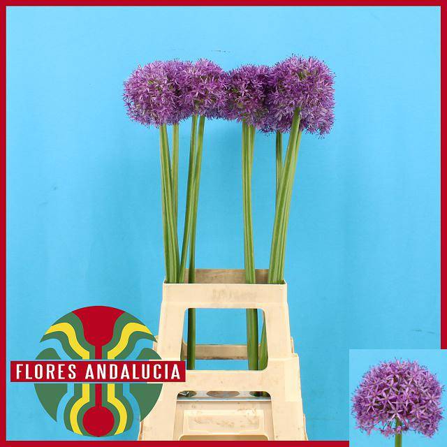 <h4>ALLIUM GLOBEMASTER</h4>