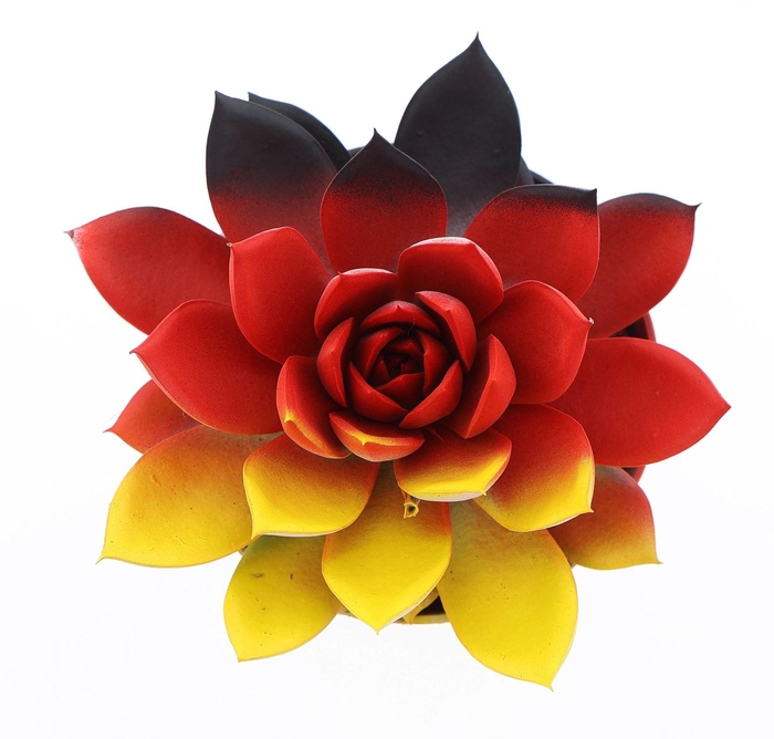 <h4>Echeveria  'Miranda'</h4>