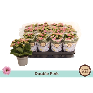 Kalanchoë Double Pink