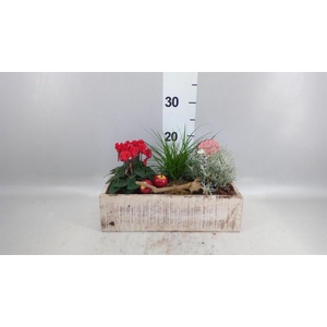 Arr.   Tuinplanten L%