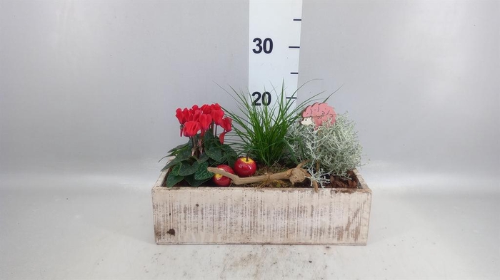 <h4>Arr.   Tuinplanten L%</h4>