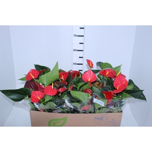 ANTHURIUM RED SUCCESS P15