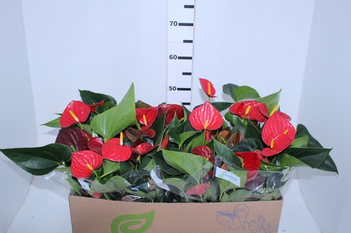ANTHURIUM RED SUCCESS P15