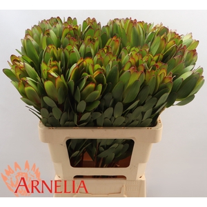 Leucadendron Safari Goldstrike (green)