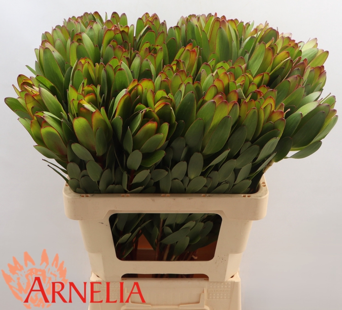 <h4>Leucadendron Safari Goldstrike (green)</h4>