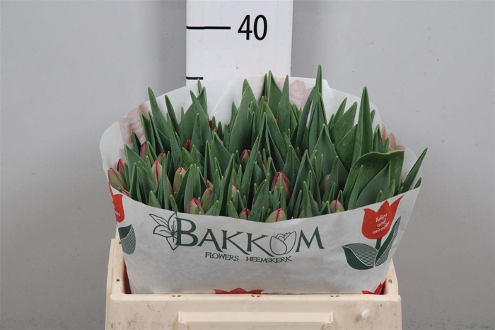 <h4>Tu En Assisi</h4>