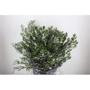 Pittosp Ralphi Leaves 400gr P Bunch