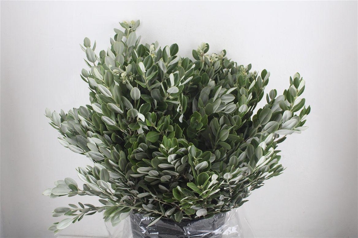 <h4>Pittosp Ralphi Leaves 400gr P Bunch</h4>