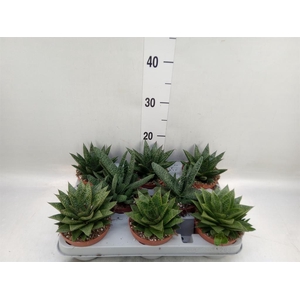 Aloe   ...mix