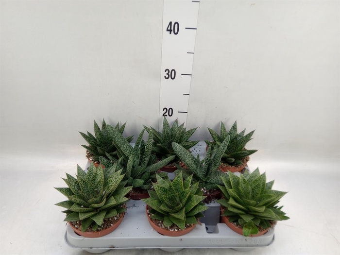 <h4>Aloe   ...mix</h4>