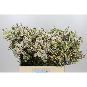 Chamelaucium Janelle