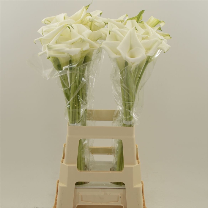 <h4>Calla White Art | Dubbelbloemig</h4>