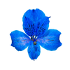 ALSTROEMERIA TINGIDA 080 CM AZUL