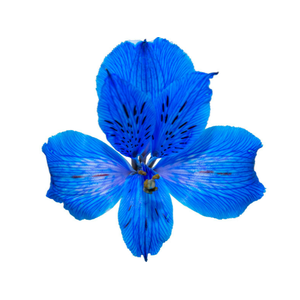 ALSTROEMERIA TINGIDA 080 CM AZUL