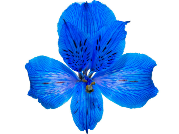 ALSTROEMERIA TINGIDA 080 CM AZUL