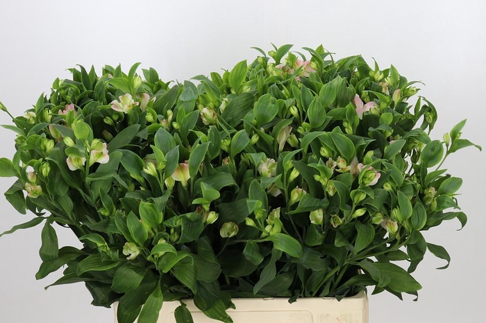 <h4>Alstroemeria Florinca Charmelia Pink</h4>