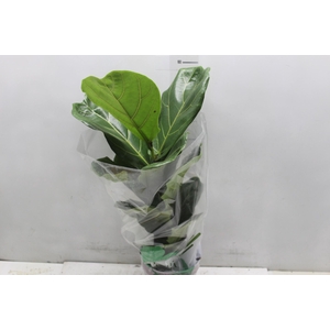 FICUS LYRATA P17