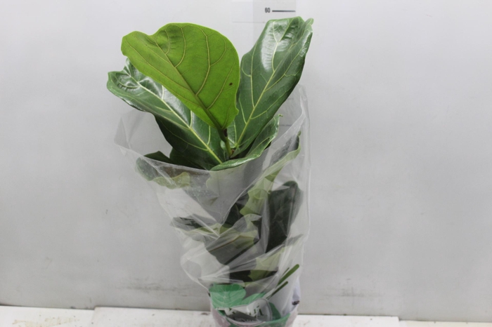 <h4>FICUS LYRATA P17</h4>