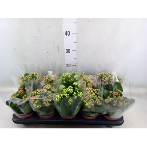Kalanchoe blos.   ..rosebud mix  5