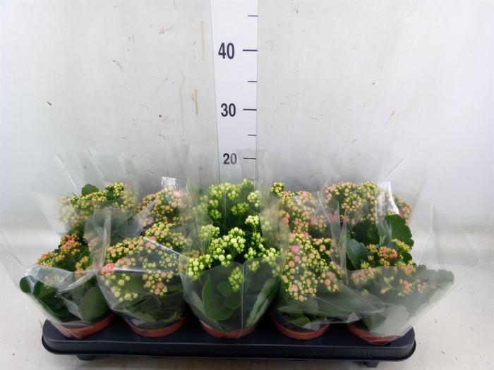 <h4>Kalanchoe blos.   ..rosebud mix  5</h4>