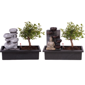 Bonsai (Indoor) Gemengd Waterfall