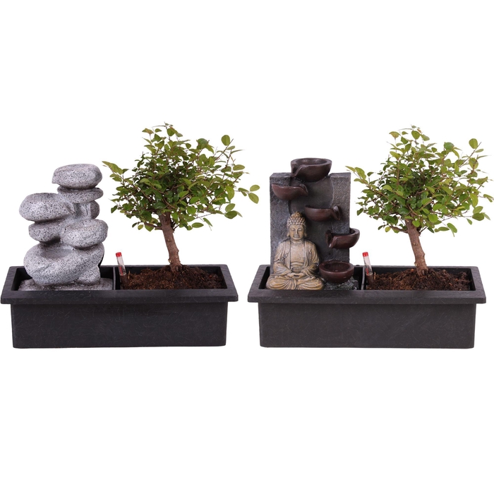 <h4>Bonsai Mixed Ball Easy Care in ø29cm Waterfall</h4>