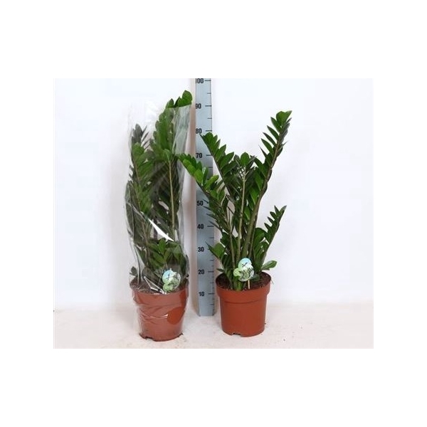 <h4>Zamio Zamiifolia 8+ 24cm Potten</h4>