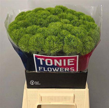 <h4>Di Barb Kiwi Mellow</h4>