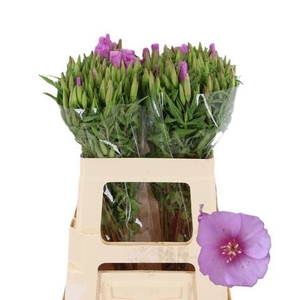 CLARKIA GODETIA LAVANDER