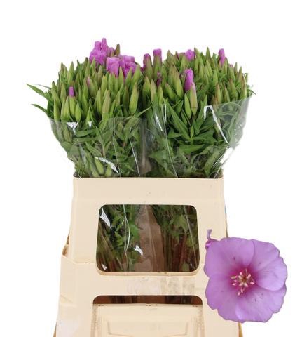 <h4>CLARKIA GODETIA LAVANDER</h4>