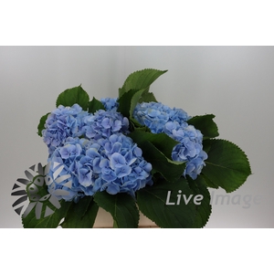 Hydrangea verena blue