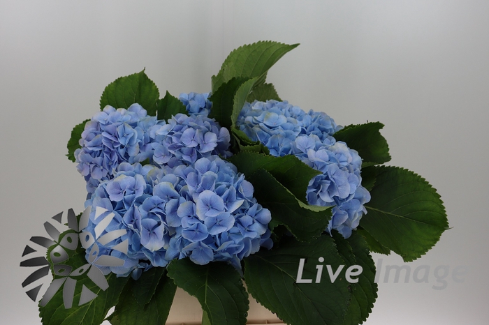 <h4>Hydrangea verena blue</h4>
