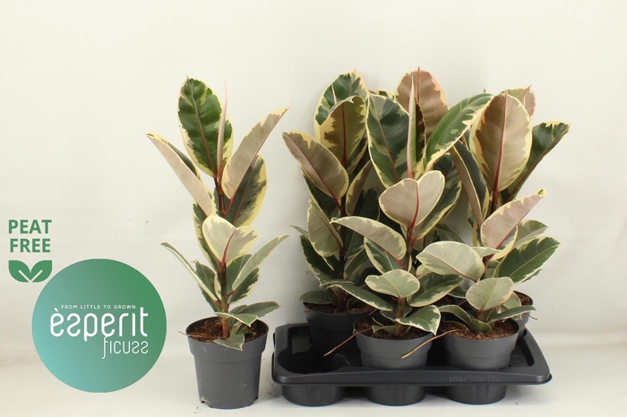 <h4>FIC EL TINEKE</h4>