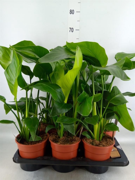 <h4>Strelitzia nicolai</h4>