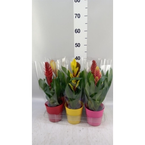 Vriesea   ...mix 6