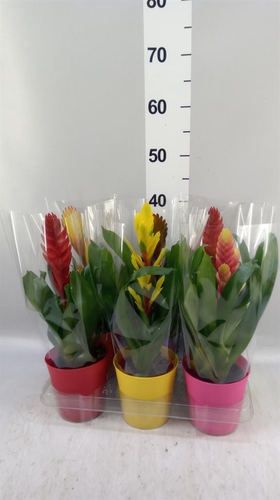 <h4>Vriesea   ...mix 6</h4>