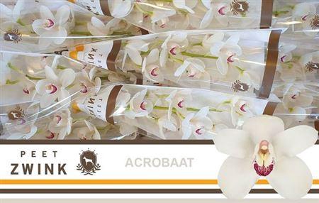 <h4>Cymb T Acrobaat</h4>