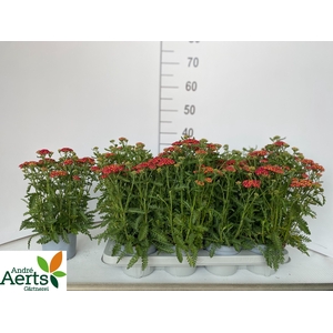 ACHI MILLEFOLIUM