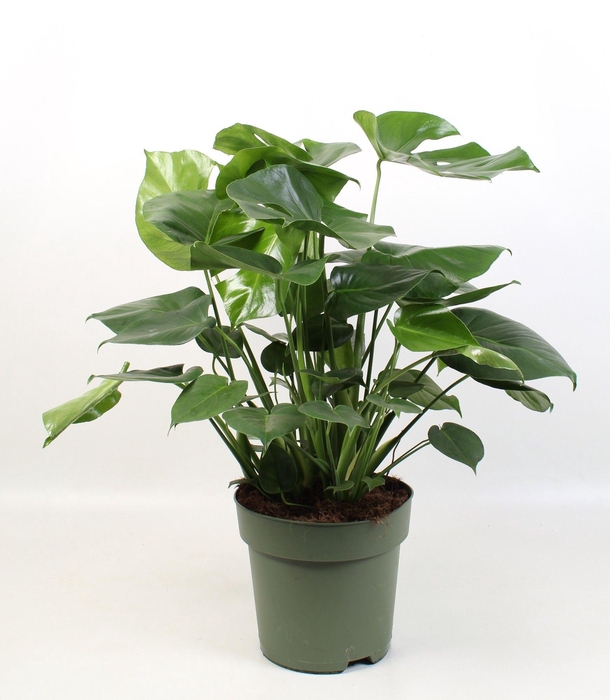 <h4>Monstera Deliciosa</h4>
