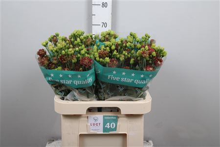 <h4>Eus G Rosanne Terracotta</h4>