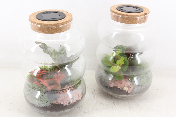 <h4>arr3 WR - Terrarium Pluto M LED</h4>