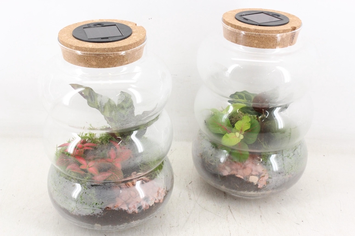 <h4>arr3 WR - Terrarium Pluto M LED</h4>