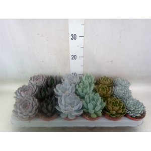 Echeveria   ...mix
