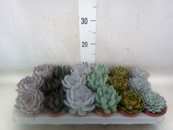 <h4>Echeveria   ...mix</h4>