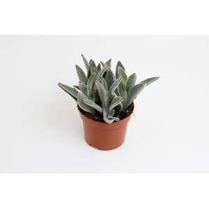 Kalanchoë Tomentosa