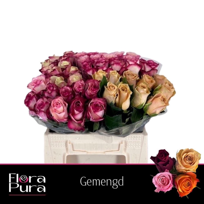 <h4>R GR GEM IN FUST</h4>