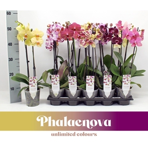 Gemengd Budget 50cm (RIJP)