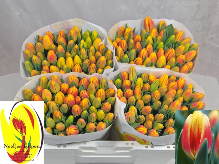 <h4>TU EN DISCO</h4>