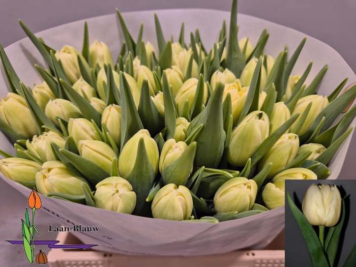 <h4>TU DU VERONA</h4>