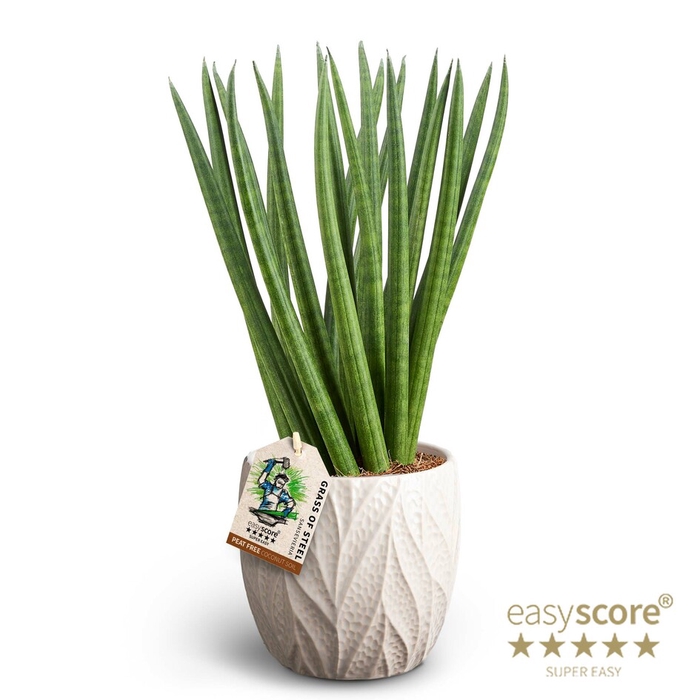 SANSEVIERIA CYLINDRICA P12 LEAF SAND SPAGH